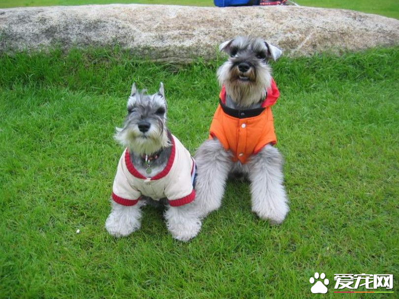 巨型雪纳瑞训练 训练在固定场所大小便