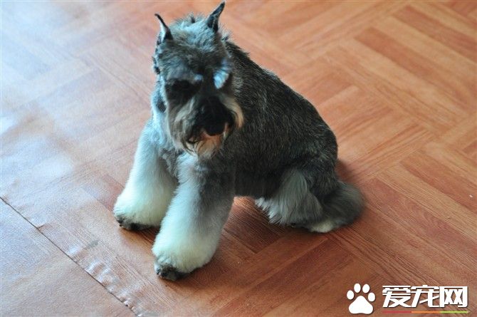 巨型雪纳瑞是军犬吗 巨型雪纳瑞不是军犬
