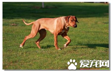 罗得西亚脊背犬价格 价格大约为1000到3000元