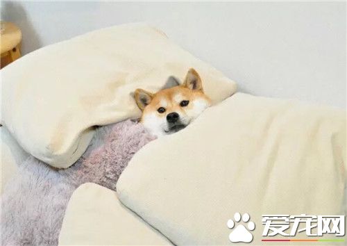 哪里可以买到柴犬 可以选择专业犬舍