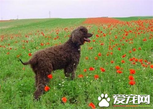 哪里可以买爱尔兰水猎犬 宠物店可以购买