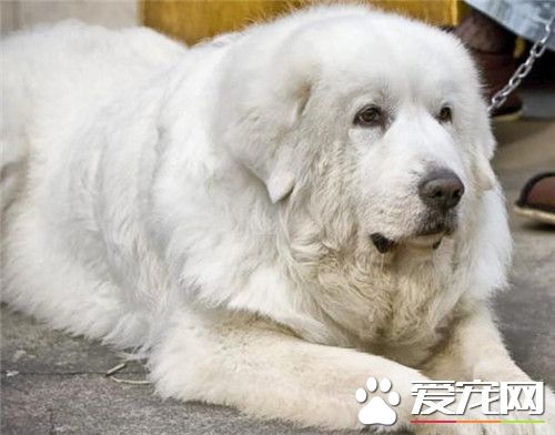 哪里有卖大白熊犬 可到各地的宠物市场
