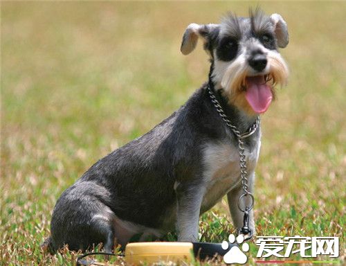 迷你雪纳瑞凶猛吗 迷你雪纳瑞还是很安静的