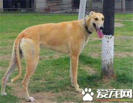 灵缇幼犬能喝骨头汤吗 灵缇幼犬可以喝骨头汤