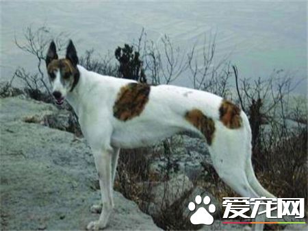 灵缇幼犬吃什么 根据不同生长时期来选择食物