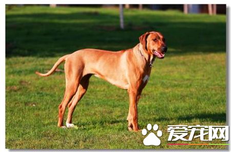 罗得西亚脊背犬那里有卖的 宠物商店可以买到