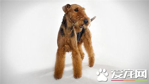 哪里能买万能梗 当地专业的宠物市场进行购买