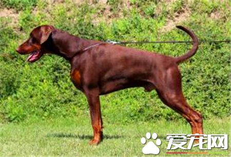 马士提夫犬的价格 价格大约为1000到30000元