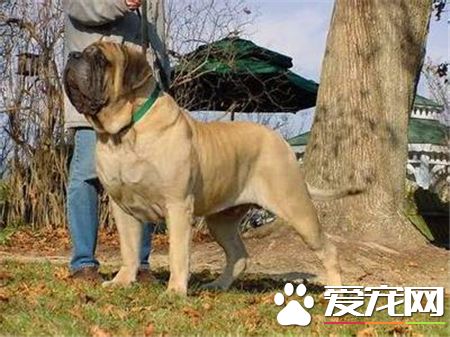 马士提夫犬与大丹哪个高 这两种狗身高差不多