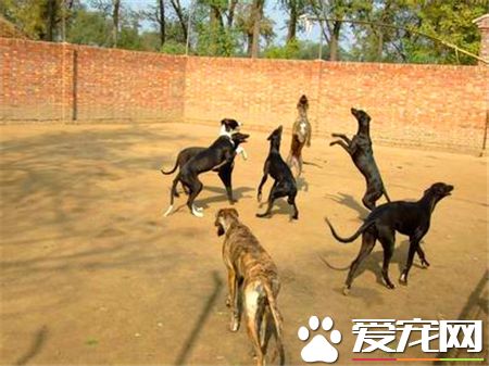 灵缇狗怎么训练逮兔子 3到4个月可以做猎兔练习