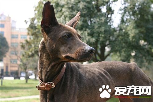 哪里有卖的法老王猎犬 宠物市场可以买到