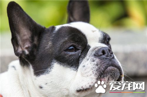 哪里有波士顿梗买 可以去宠物店购买