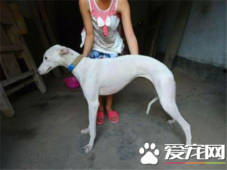 灵缇幼犬怎么看纯不纯 耳朵应该是紧贴着脑门的