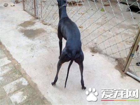 灵缇犬几个月训练 灵缇犬训练黄金期