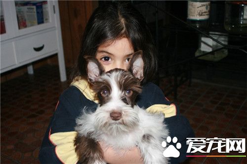 迷你雪纳瑞凶猛吗 迷你雪纳瑞还是很安静的