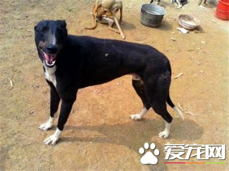灵缇幼犬几个月长成年 1岁半左右发育完成