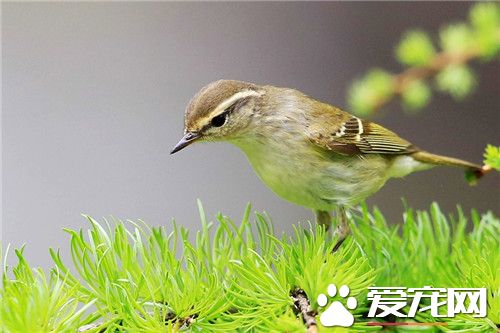 黄眉柳莺价格 不同地区价格差异也很大