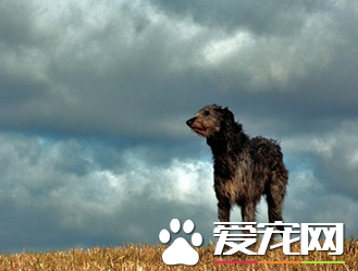 苏格兰猎鹿犬哪有卖 很多市面上都有卖