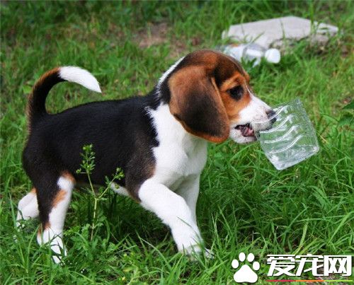 比格犬宠物级多少钱 价格一般在2000元左右