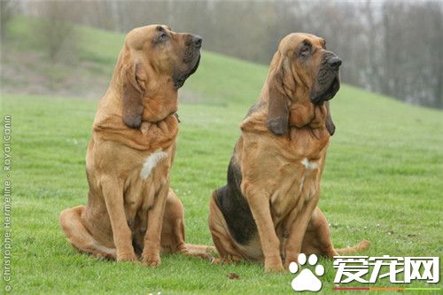 哪里有卖寻血猎犬 可以在网上选择购买