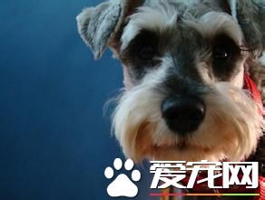 巨型雪纳瑞缺点和优点体型 缺陷头部线条粗糙