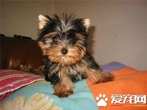 迷你约克夏赛级多少钱一只 价格在10000元以上