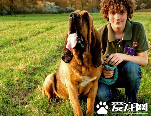 哪里可以买到寻血猎犬 到正规宠物店进行选择