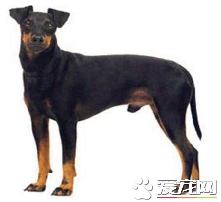 曼彻斯特梗大小 雄性曼彻斯特梗体重7.5到8公斤