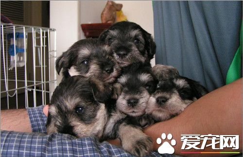 迷你雪纳瑞有什么特长 雪纳瑞是优秀的看门犬