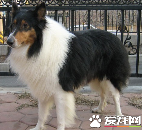 苏格兰牧羊犬的智商 苏牧的智商排名在第16位