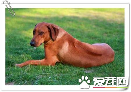 罗得西亚脊背犬价格 价格大约为1000到3000元