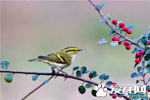 黄眉柳莺价格 不同地区价格差异也很大