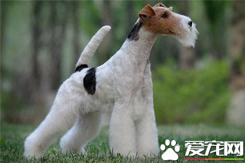 哪里有卖刚毛猎狐梗 宠物市场都能够买到