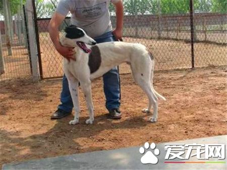 灵缇怎么训练坐下 把手放在狗腰上向下压