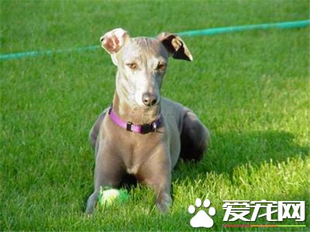 灵缇喂养 3个月以内的每日要喂4到5顿