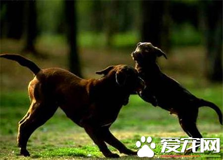 曼彻斯特梗价格 价格一般在15000到20000元左右