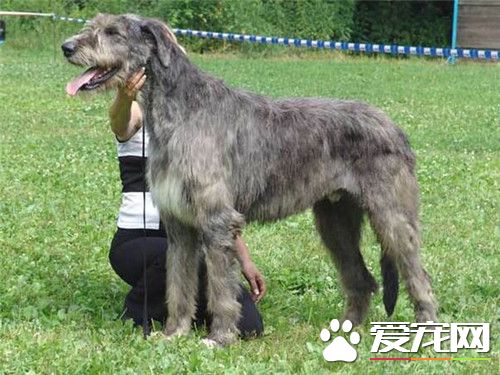哪里有卖爱尔兰猎狼犬 可以在宠物店里买