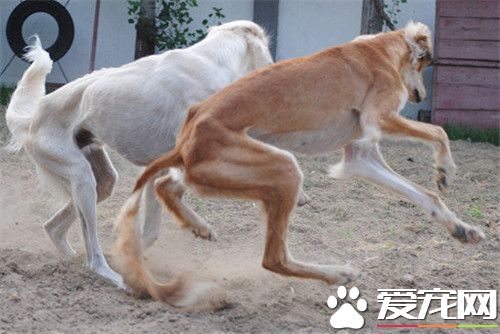 哪里有卖萨路基犬的 国内大多宠物店都没有