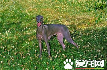 灵缇幼犬几个月长成年 1岁半左右发育完成