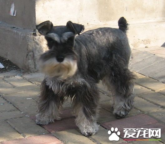 巨型雪纳瑞训练 训练在固定场所大小便