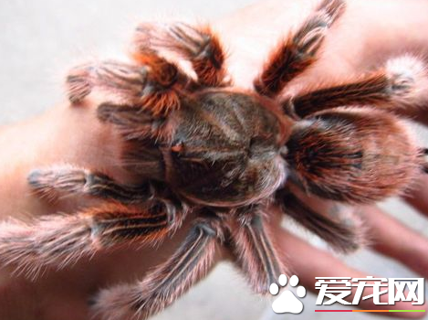 火玫瑰蜘蛛能长多大 成体头胸部长约7到8厘米