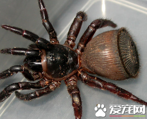 蜘蛛吃蚊子吗 宠物蜘蛛是可以吃蚊子的