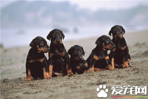 杜宾犬怕冷吗 冬天饲养杜宾犬注意问题