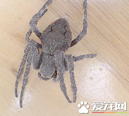 蜘蛛有眼睛吗 蜘蛛的眼睛大概有多少视力