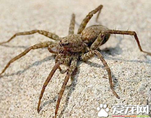 蜘蛛结网是什么行为 蜘蛛结网是一种先天性行为