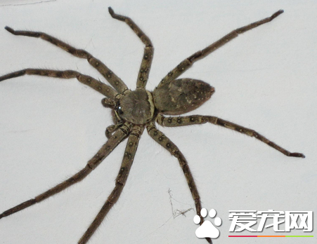蜘蛛讨厌什么味道 带有刺激性气味的植物