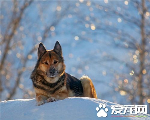 德国牧羊犬细小病毒 得了细小病毒的表现