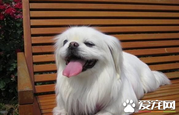 京巴和日本仲哪个好 外形上有怎样的差异