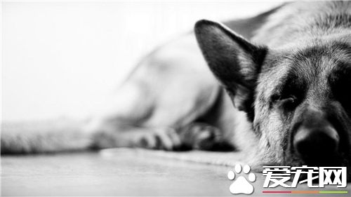 德国牧羊犬幼犬打不打疫苗 这是必须要打的