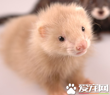 宠物貂吃什么 不能吃含有干水果和蔬菜